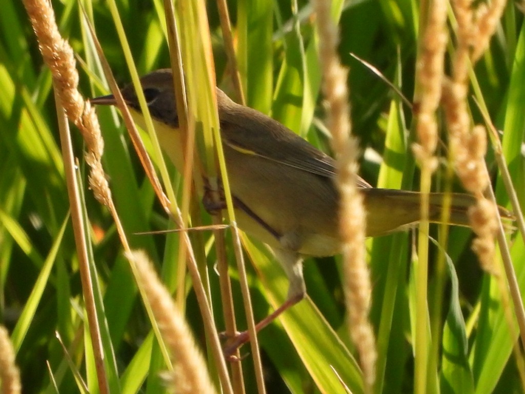 Common Yellowthroat - ML622684103