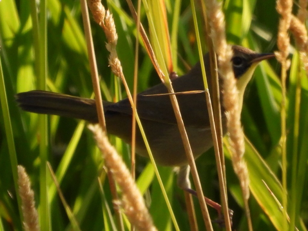 Common Yellowthroat - ML622684104