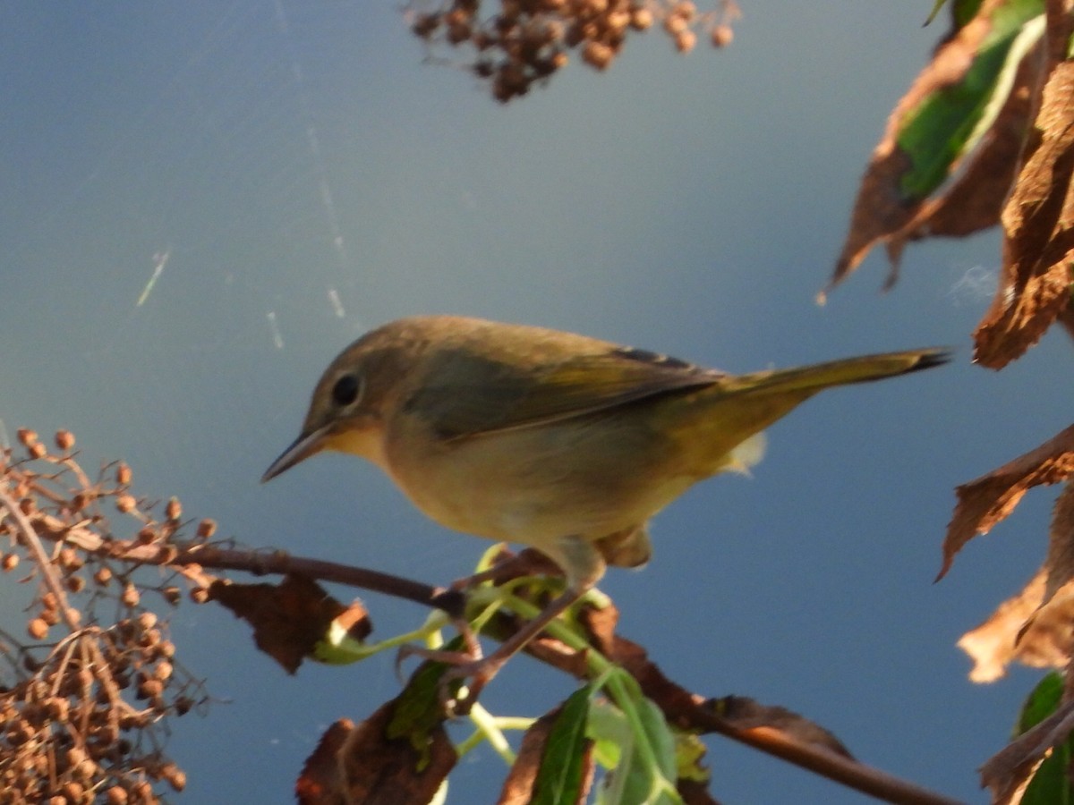 Common Yellowthroat - ML622684105