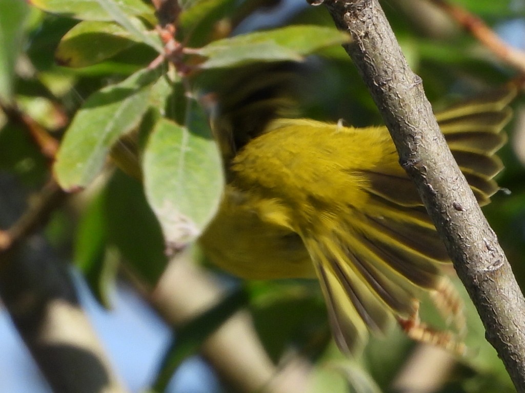 Yellow Warbler - Tammy Bradford