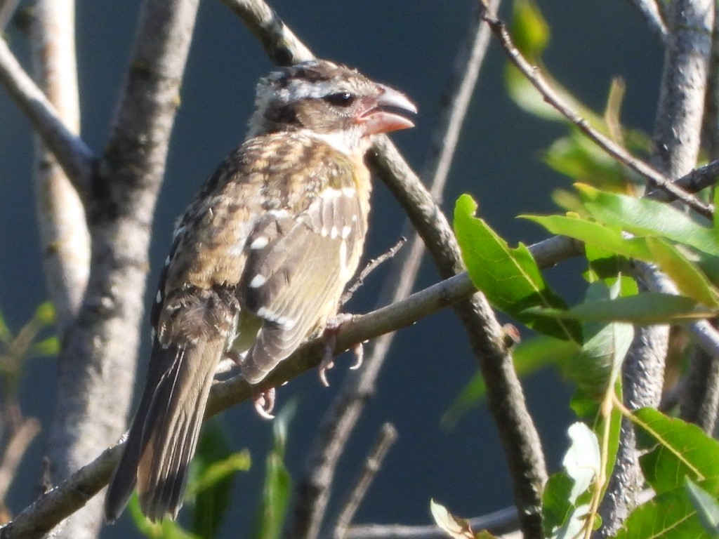 Black-headed Grosbeak - ML622684124