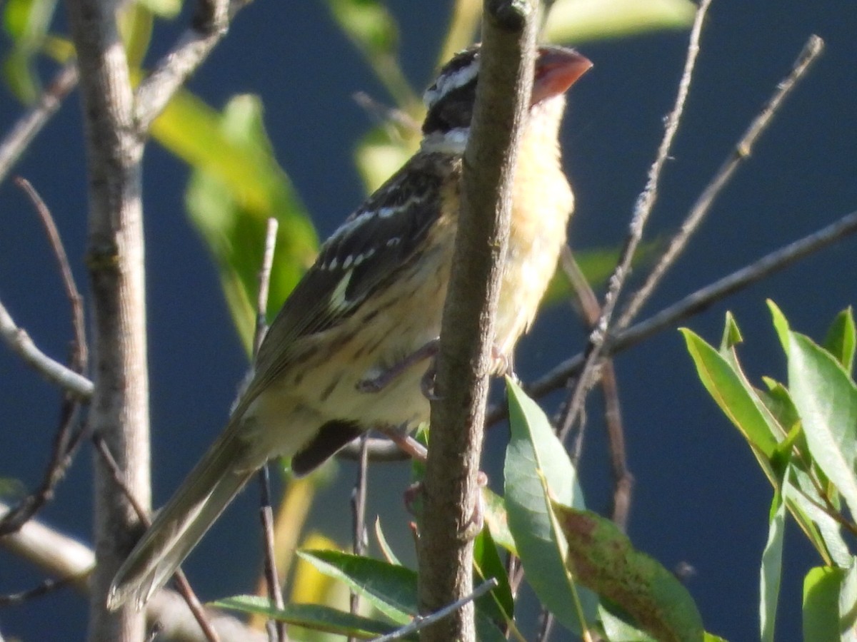 Black-headed Grosbeak - ML622684126