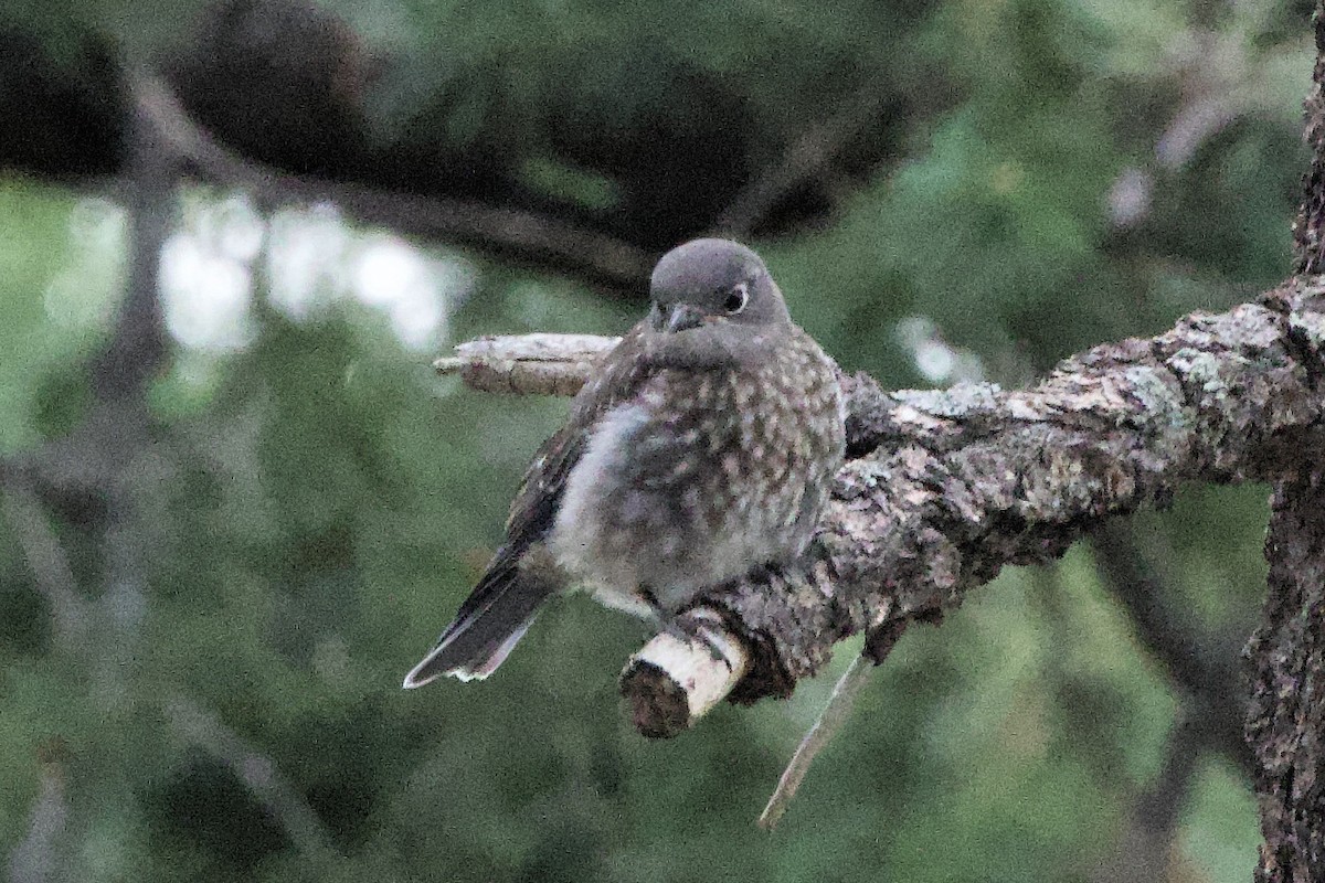 Western Bluebird - ML622684166