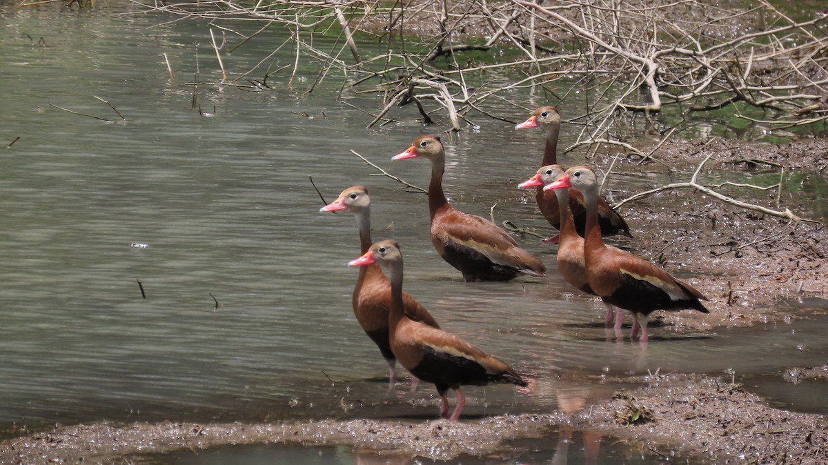 Black-bellied Whistling-Duck - ML622684172