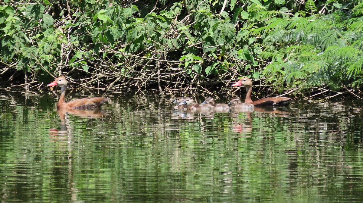 Black-bellied Whistling-Duck - ML622684173