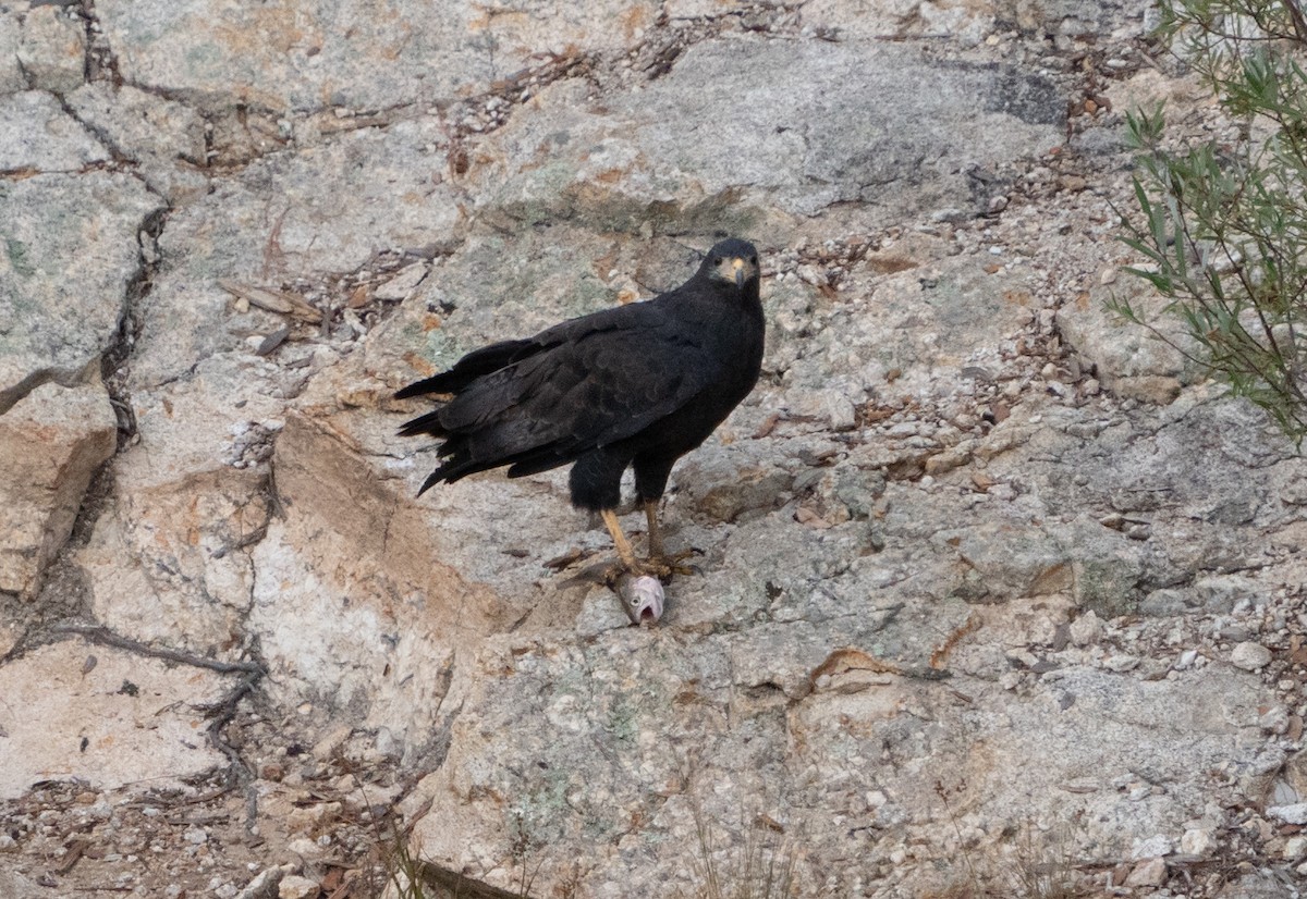 Common Black Hawk - ML622684176