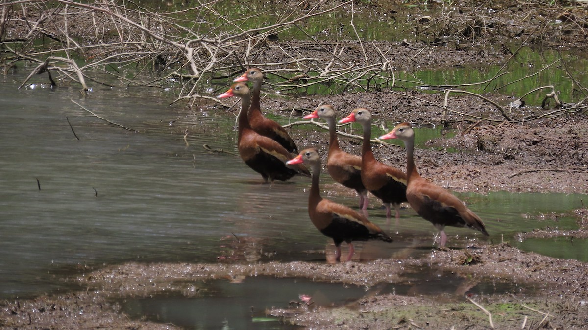 Black-bellied Whistling-Duck - ML622684180