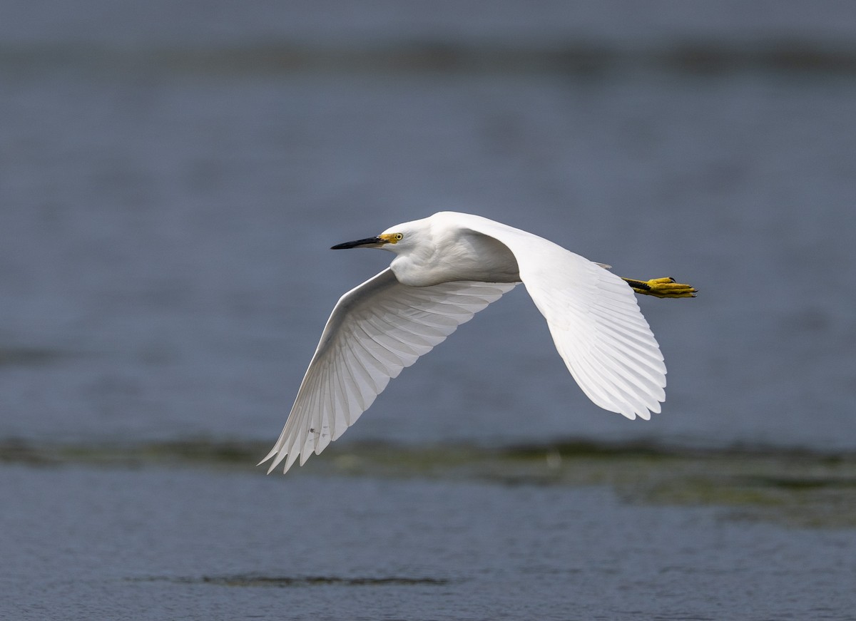 Snowy Egret - Scott Murphy