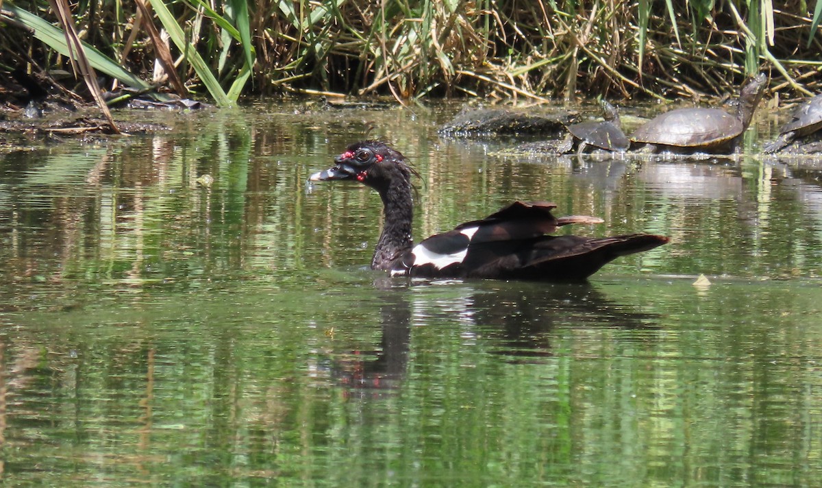 Muscovy Duck (Domestic type) - ML622684184