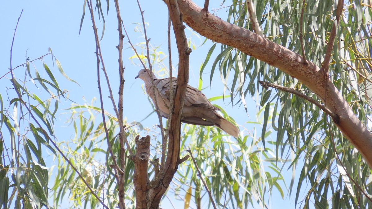 Eurasian Collared-Dove - ML622684193