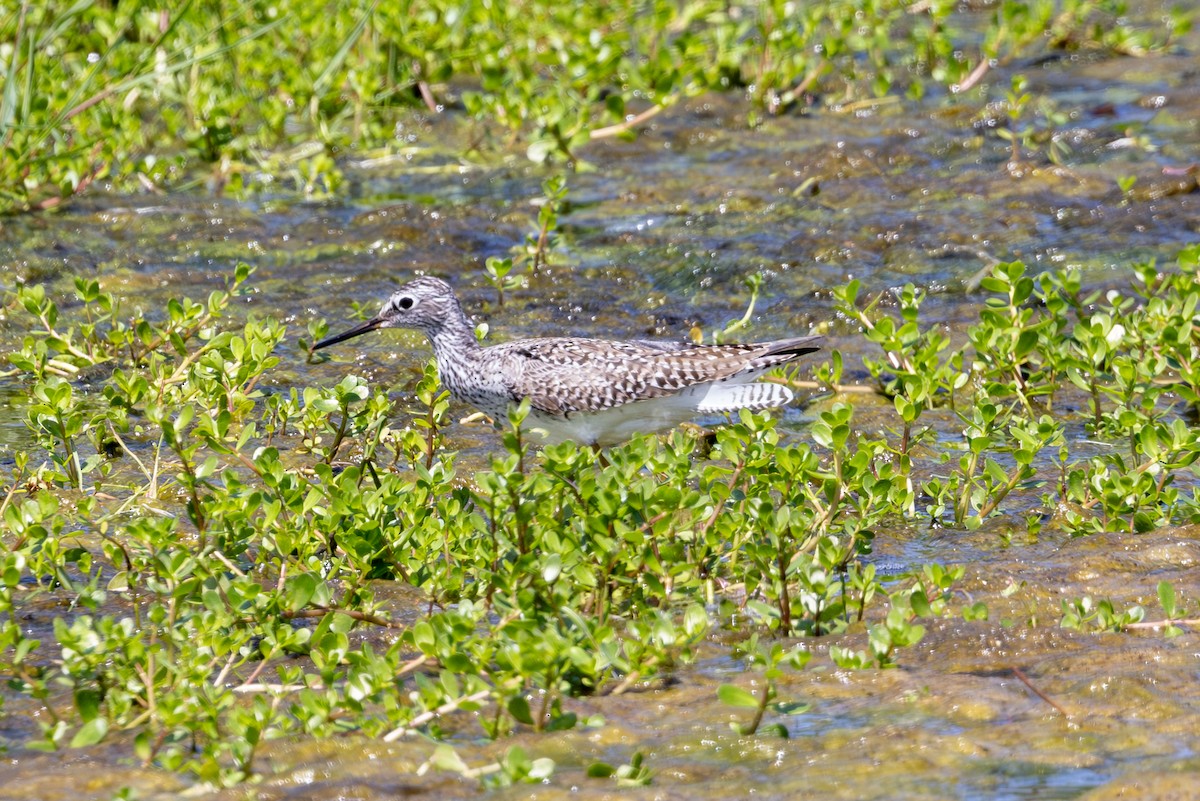 Lesser Yellowlegs - Mason Flint