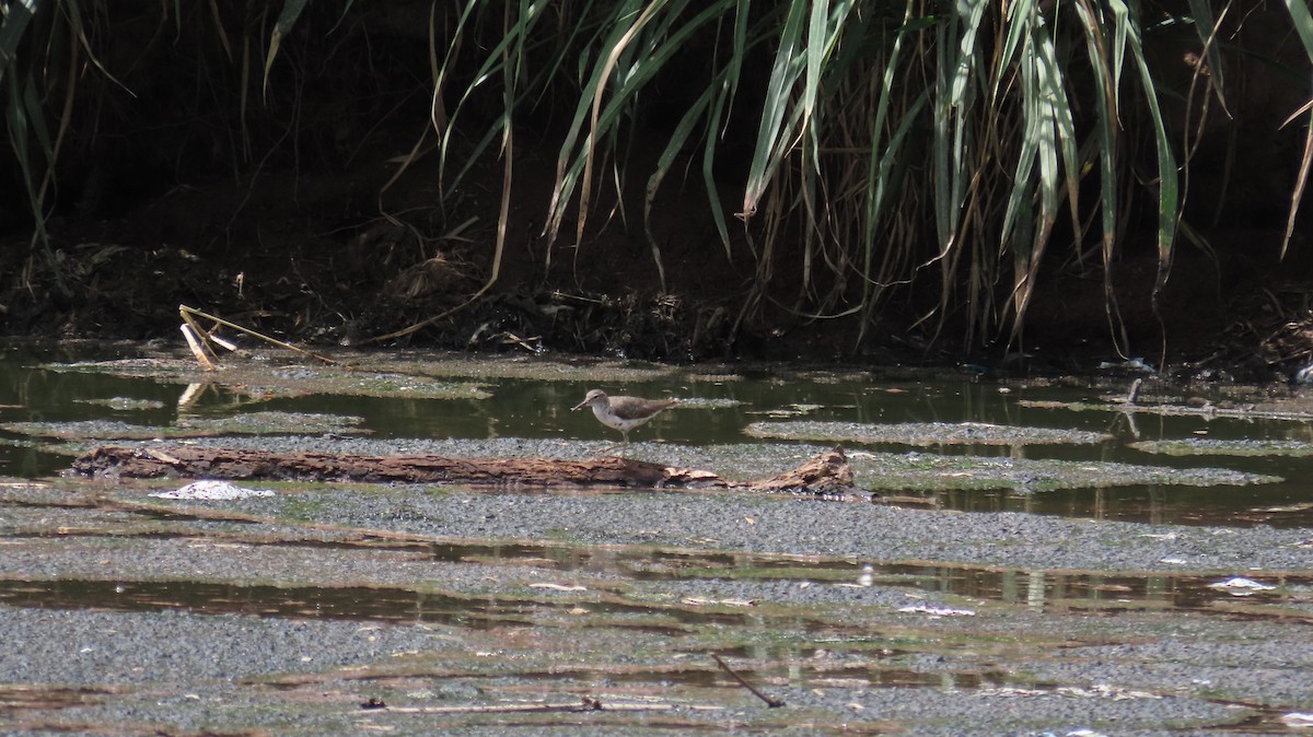 Spotted Sandpiper - ML622684228