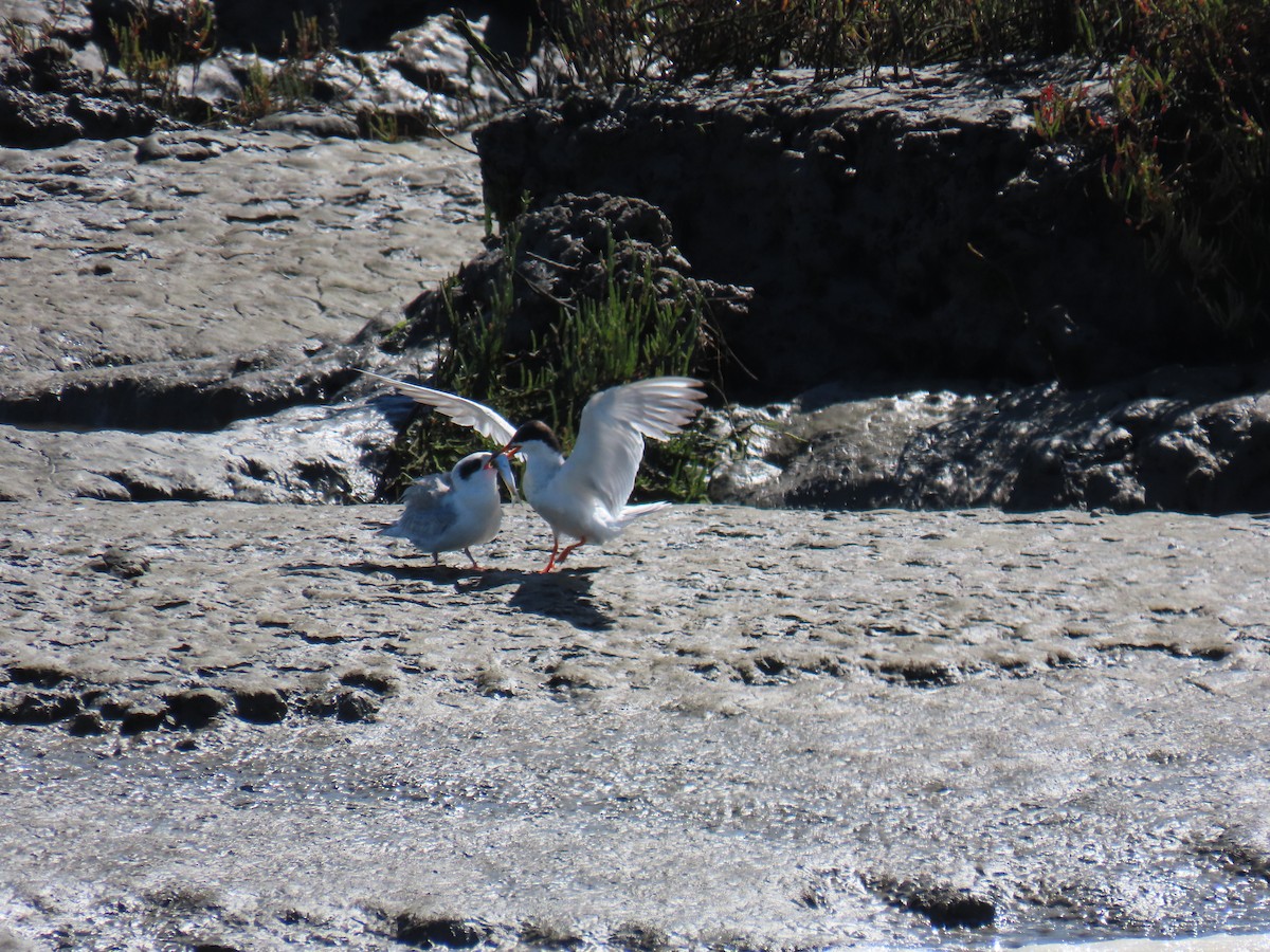 Forster's Tern - ML622684249