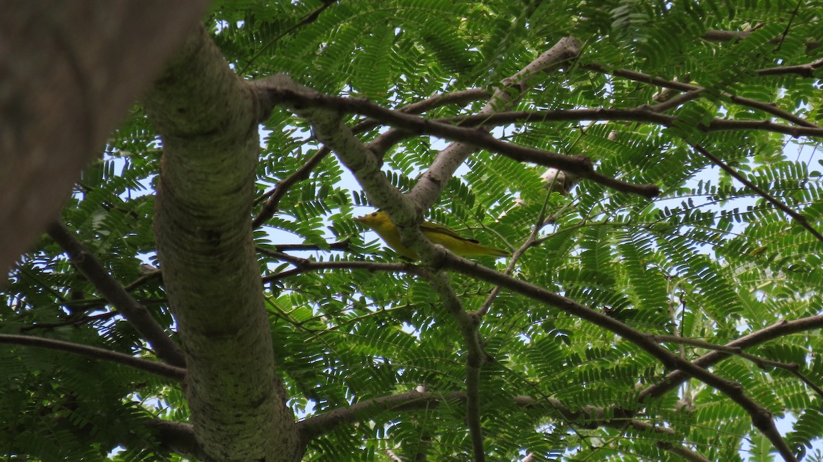 Yellow Warbler (Northern) - ML622684267