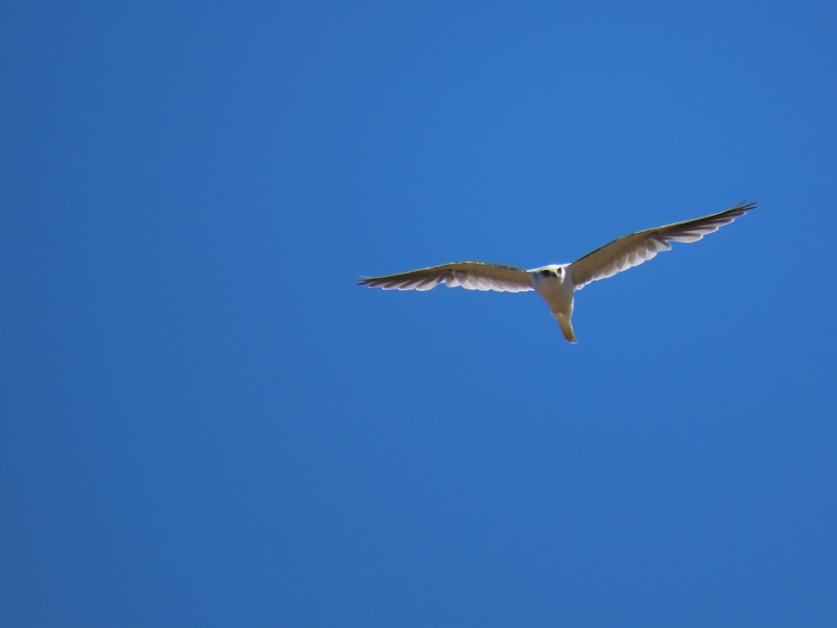 White-tailed Kite - ML622684269