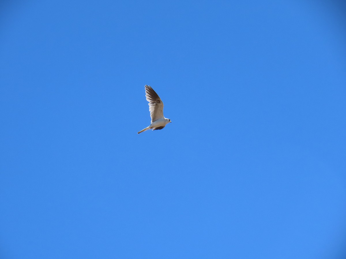 White-tailed Kite - Erica Rutherford/ John Colbert