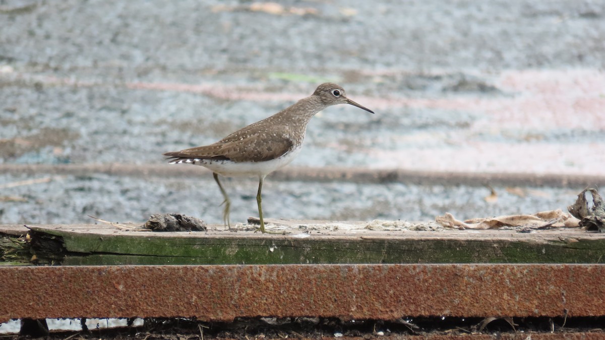 Solitary Sandpiper - ML622684277