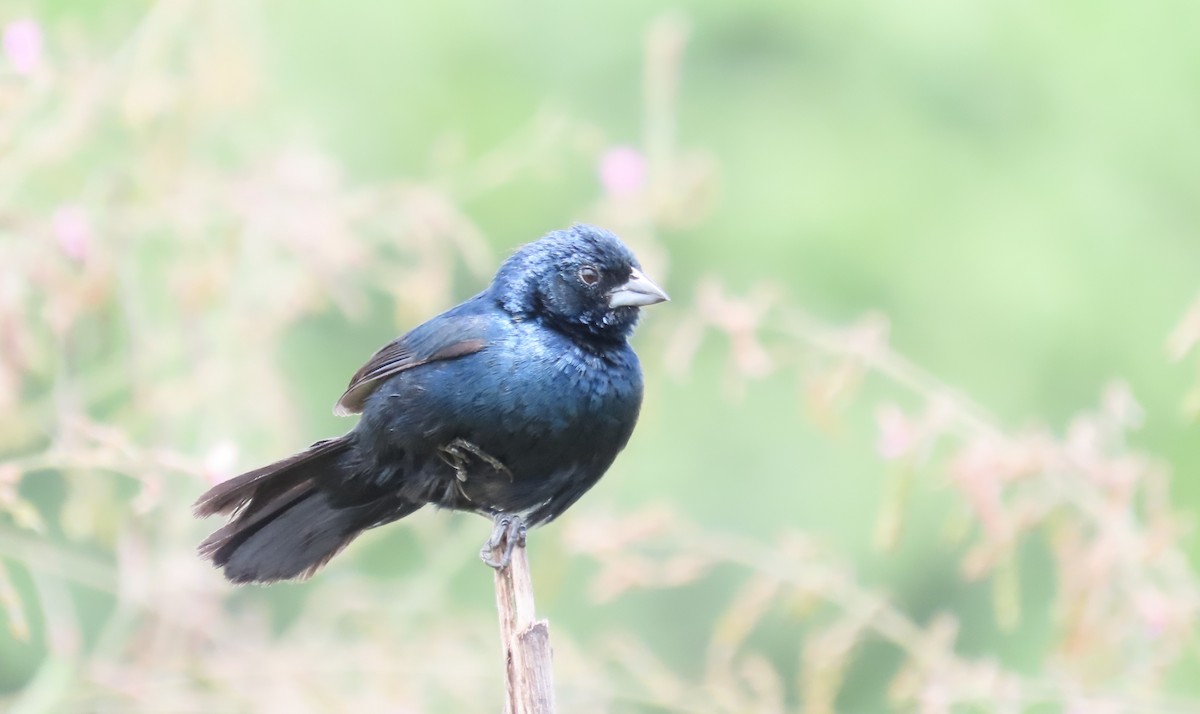 Blue-black Grassquit - ML622684283