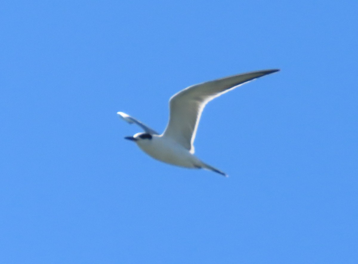 Forster's Tern - ML622684305