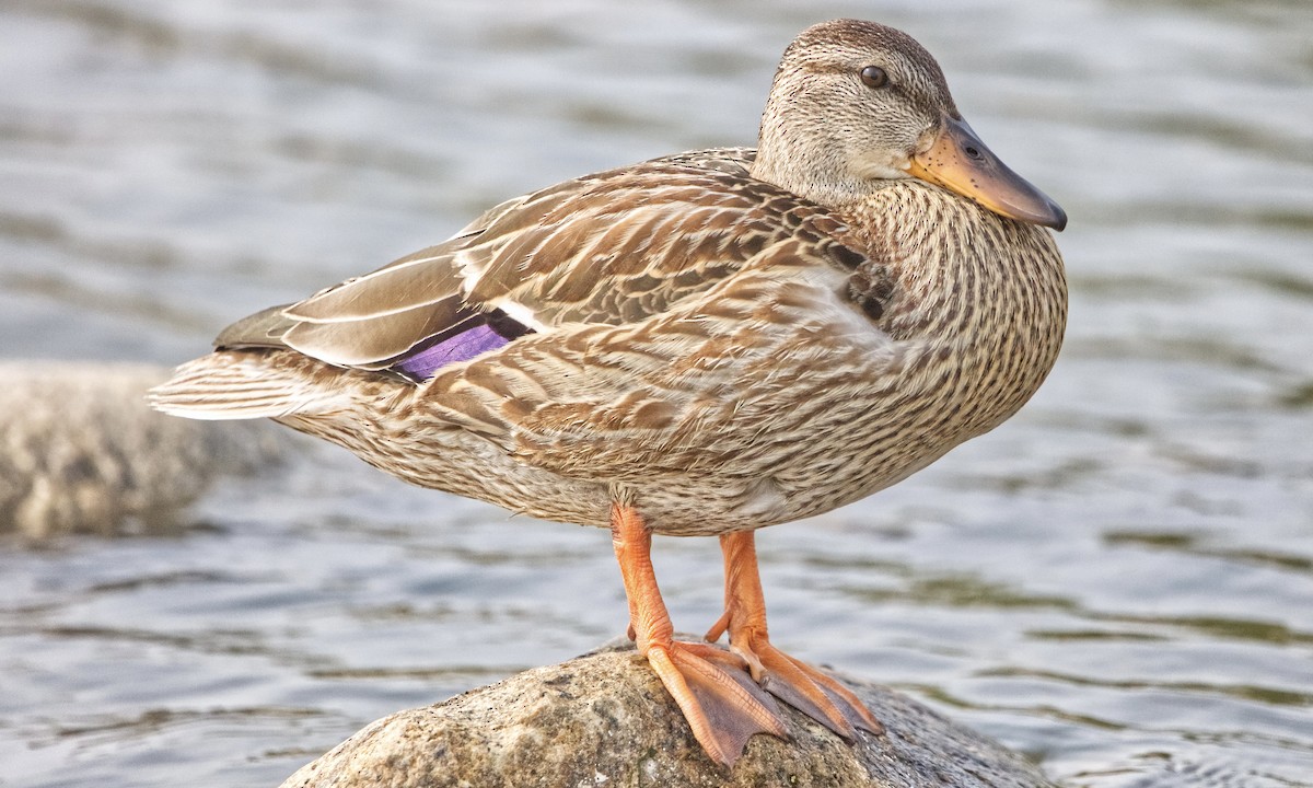 Mallard - ML622684309