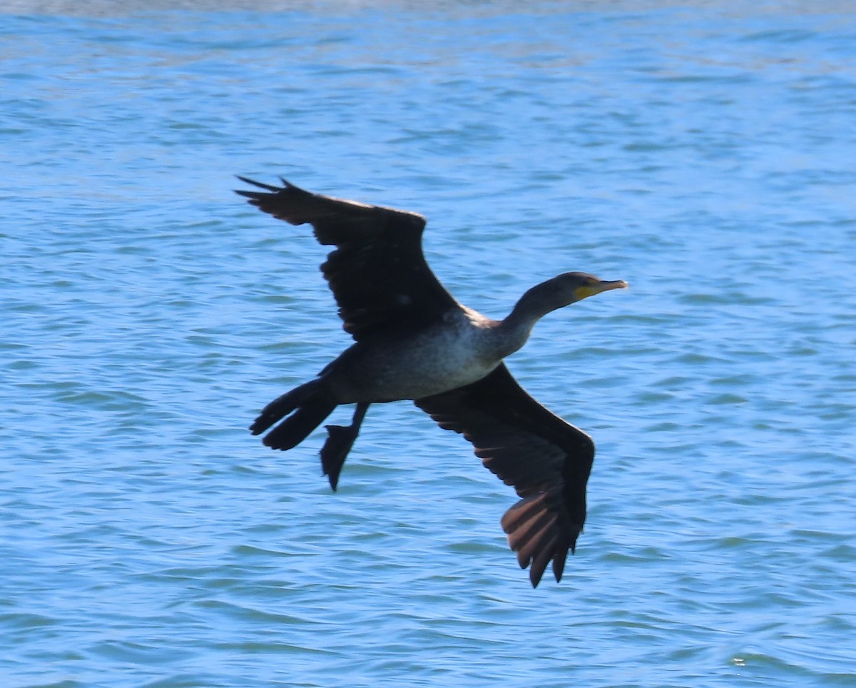 Cormoran à aigrettes - ML622684319