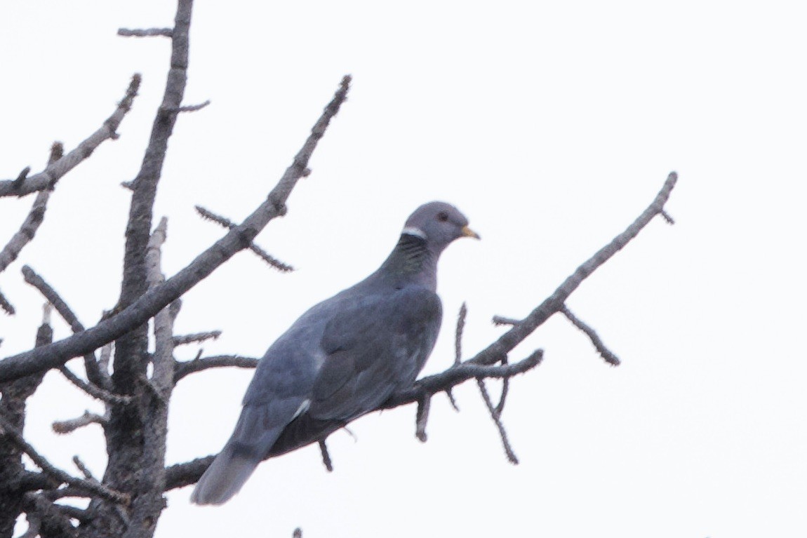 Band-tailed Pigeon - ML622684325