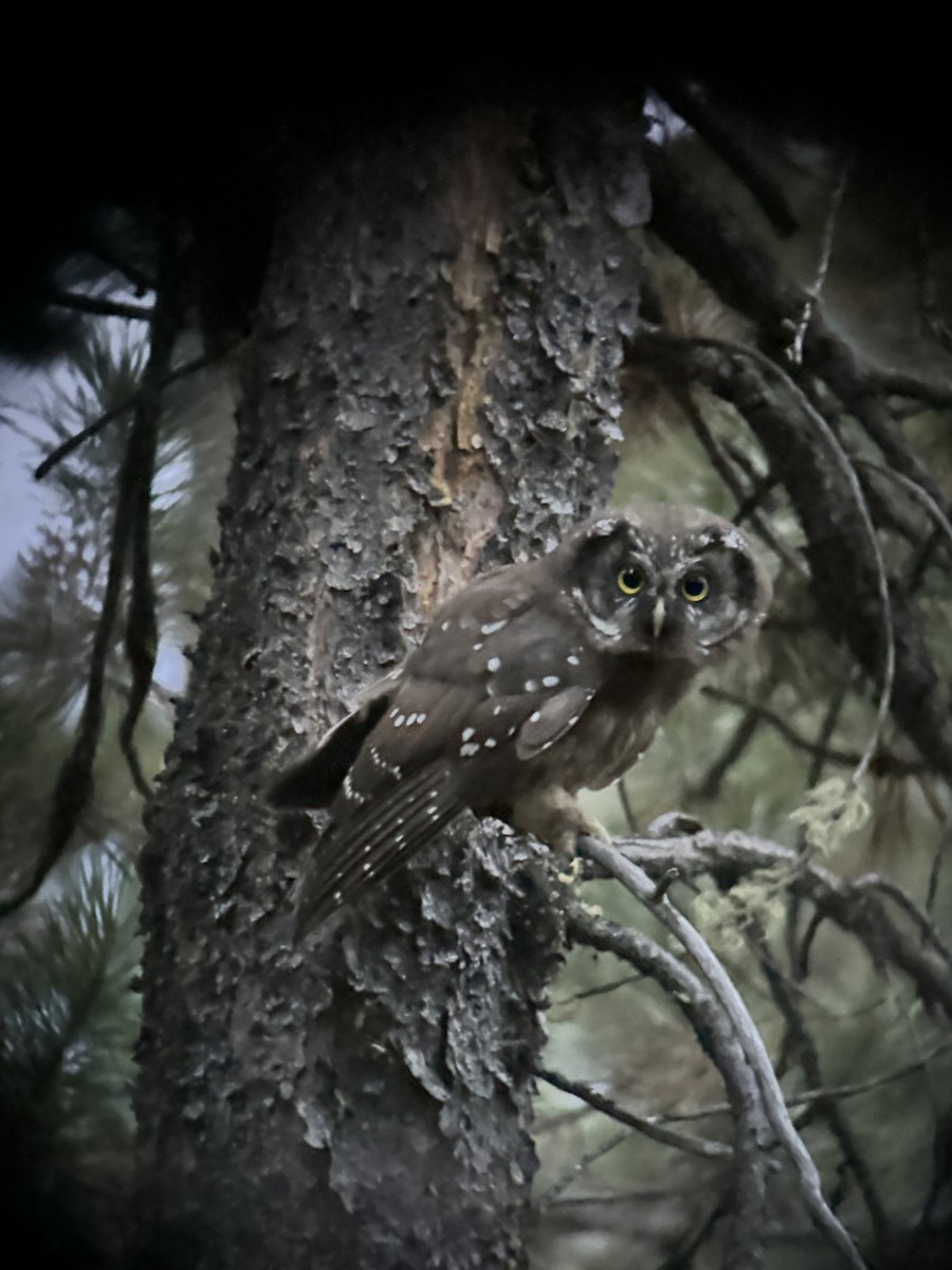 Boreal Owl - Tyler Greenly