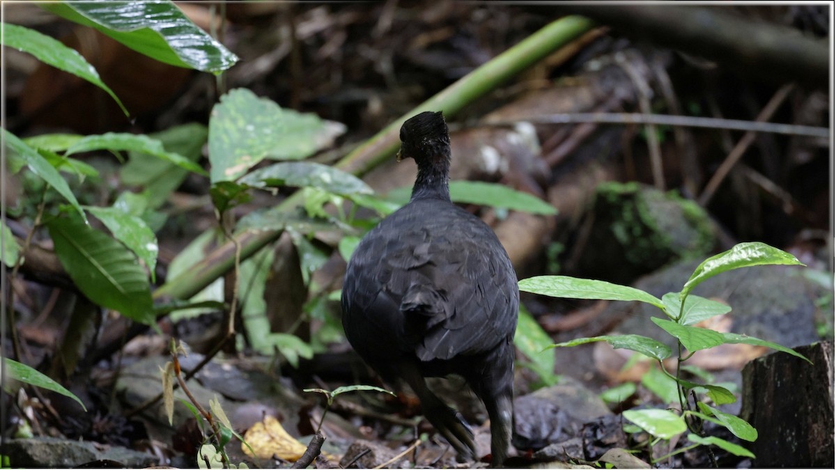 Dusky Megapode - ML622684373