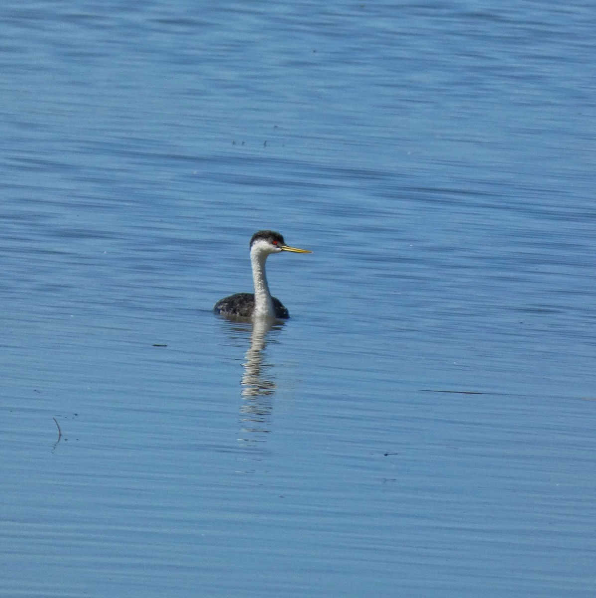 Western Grebe - ML622684419