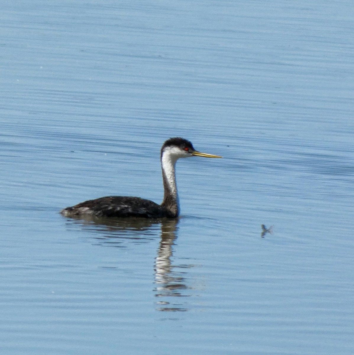 Western Grebe - ML622684420