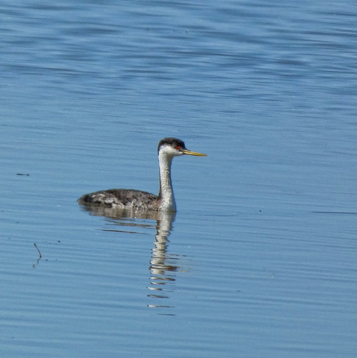 Western Grebe - J.D. Flores