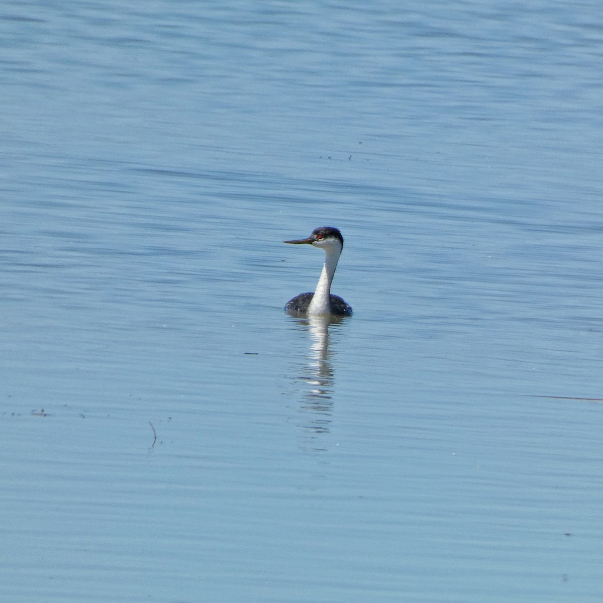 Western Grebe - ML622684422