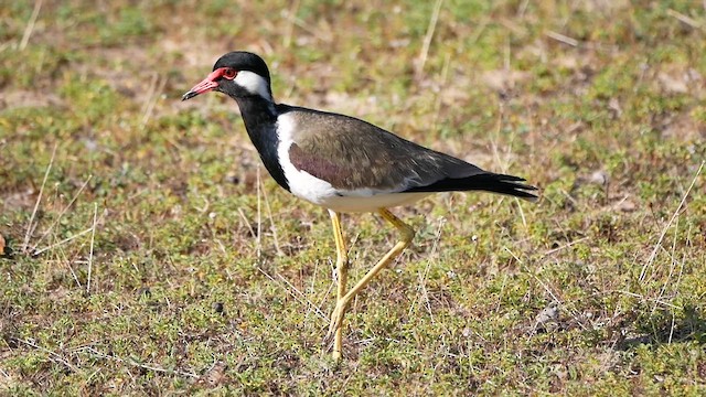 Red-wattled Lapwing - ML622684435