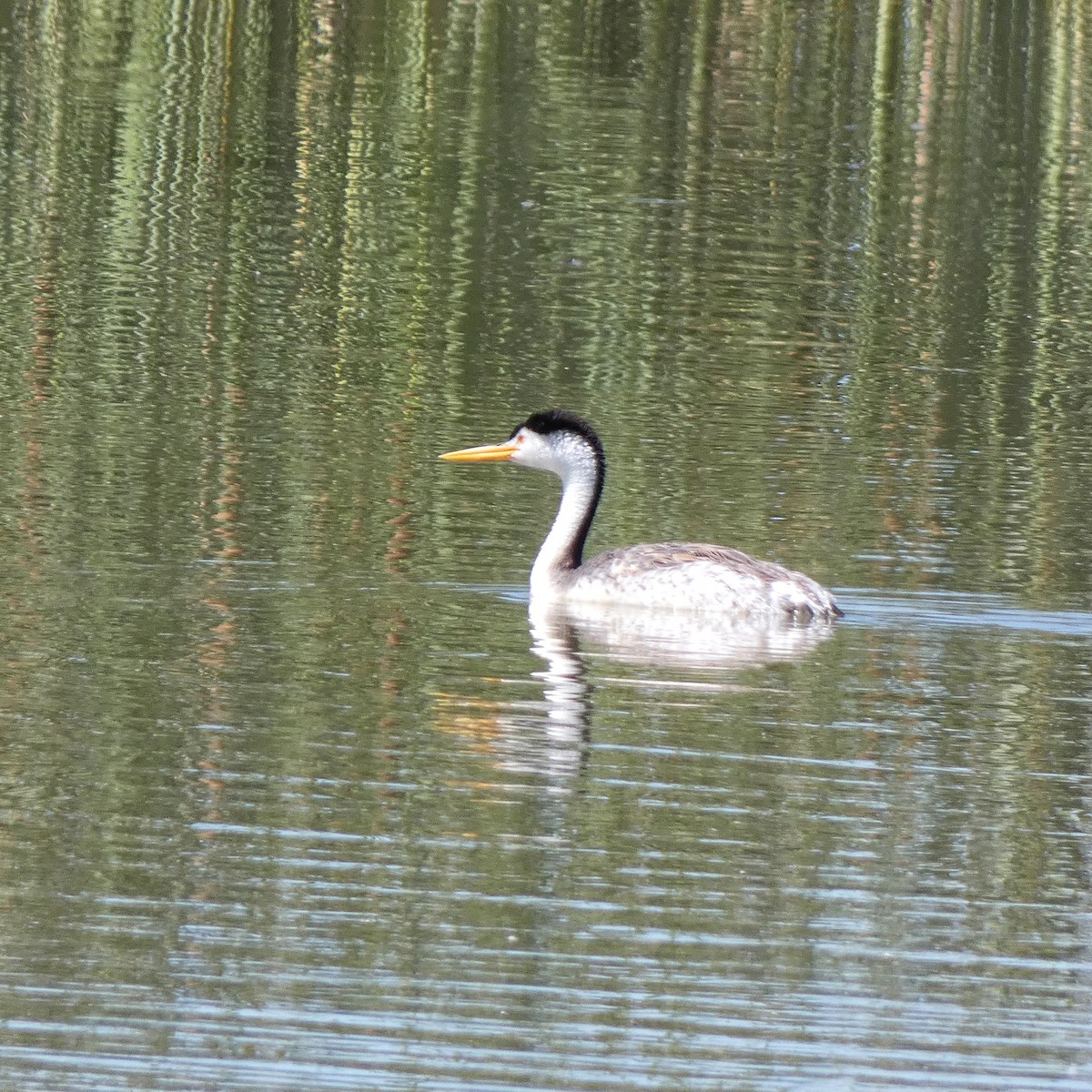 Clark's Grebe - ML622684439