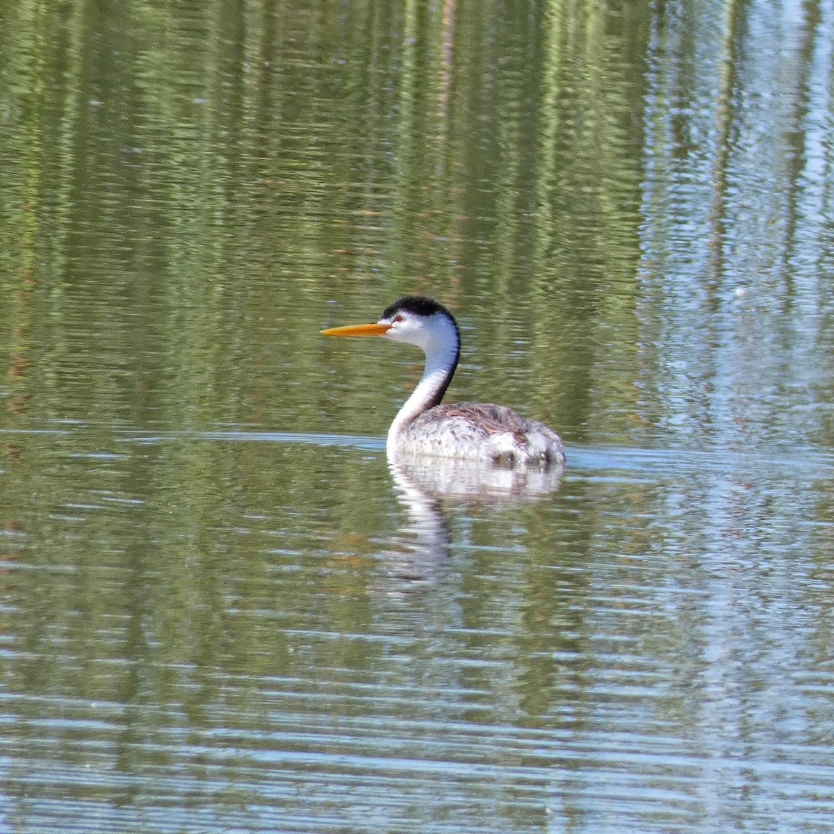 Clark's Grebe - ML622684440