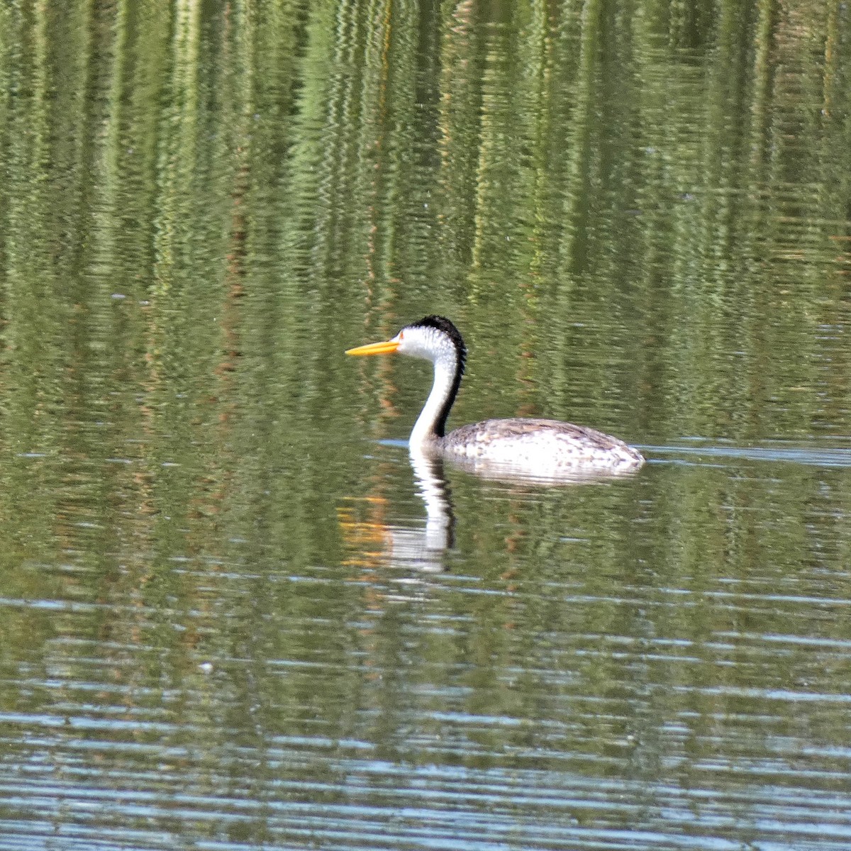 Clark's Grebe - ML622684441