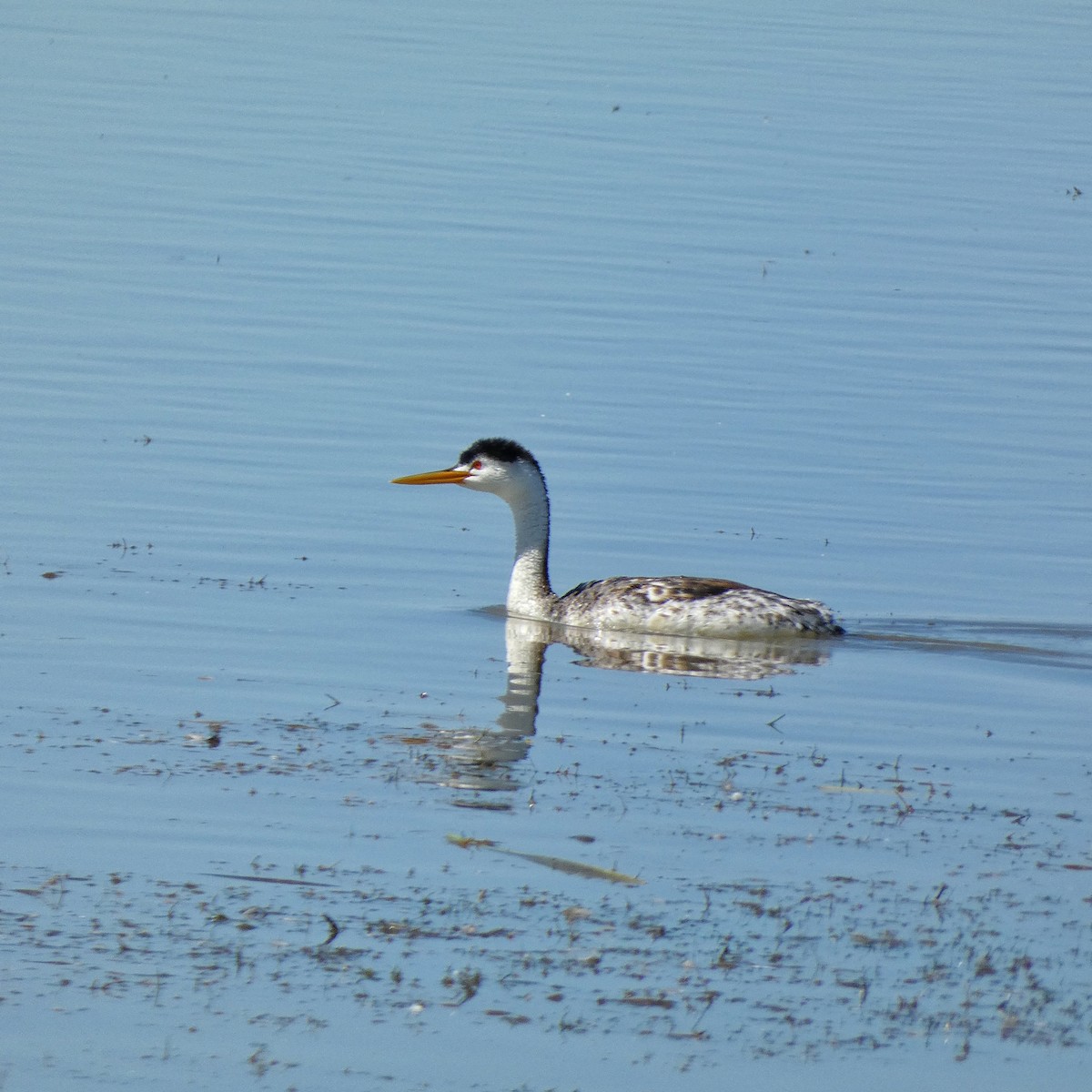 Clark's Grebe - ML622684442