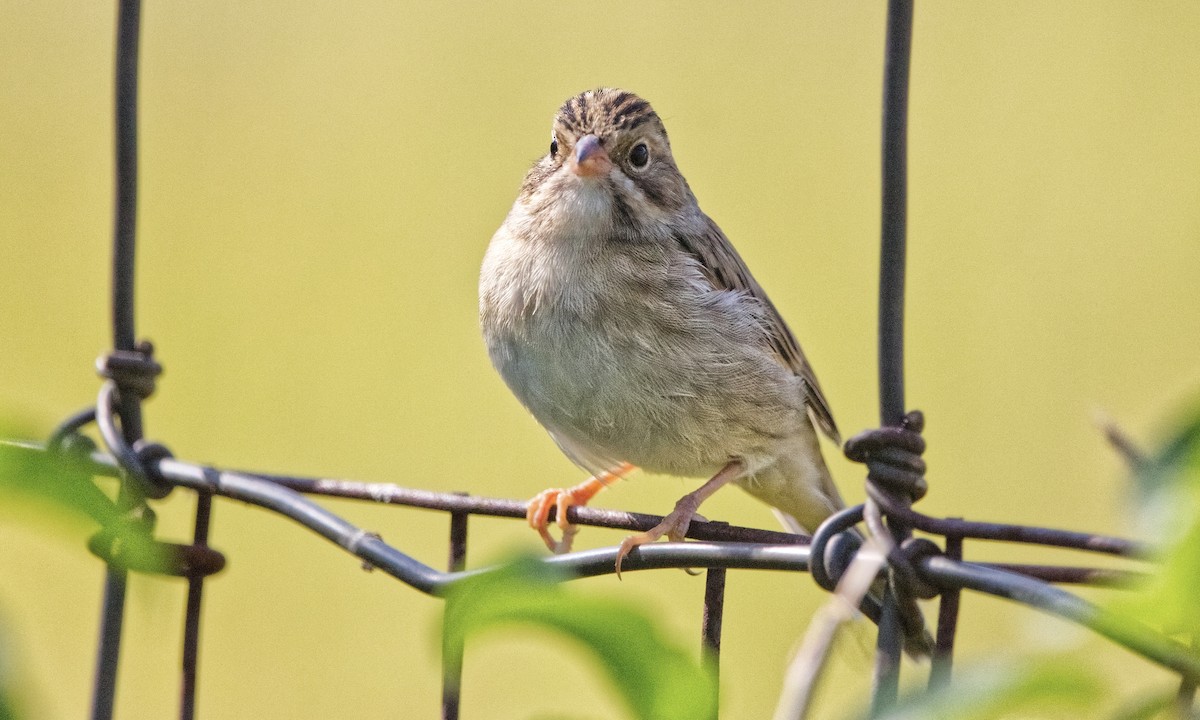 Clay-colored Sparrow - ML622684472