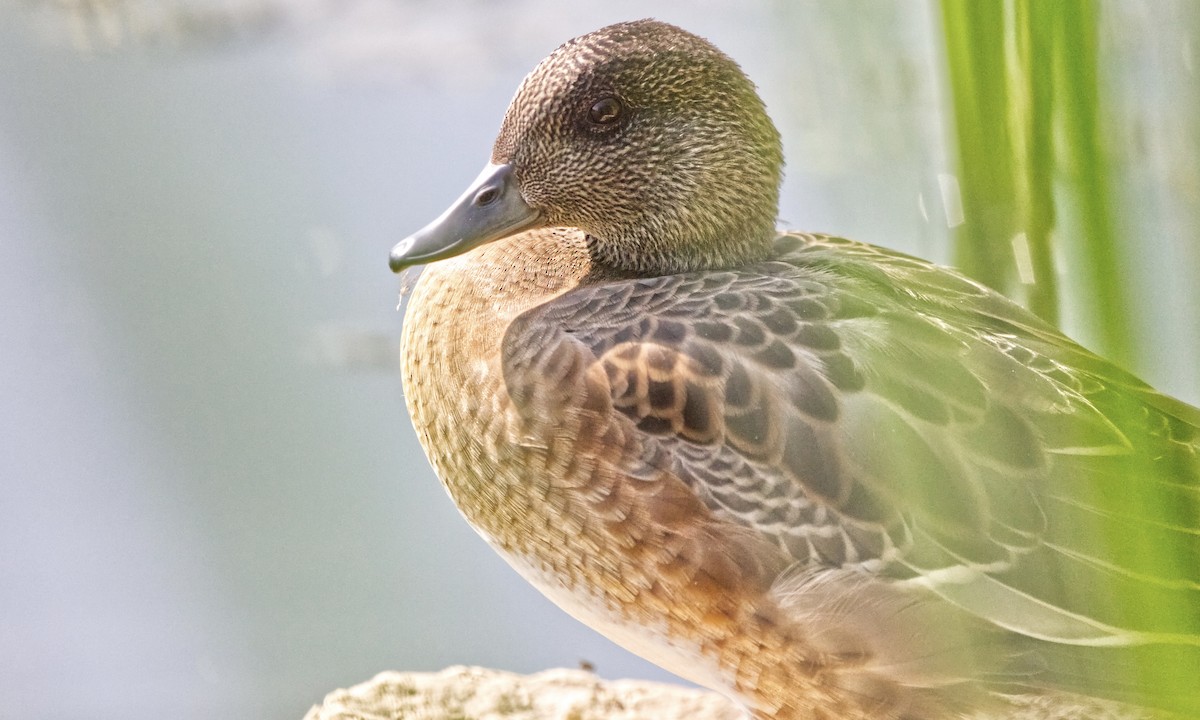 American Wigeon - ML622684473