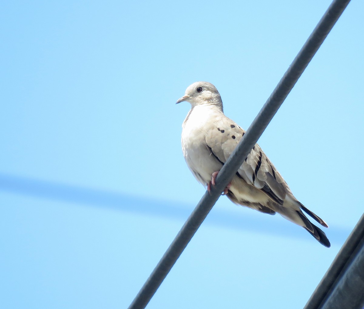 Ecuadorian Ground Dove - ML622684477