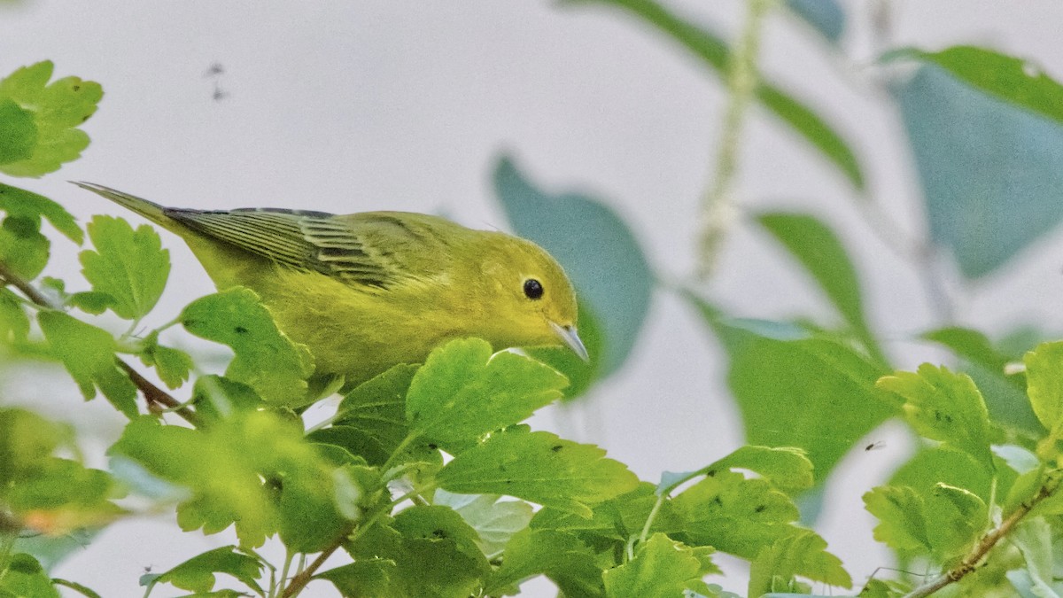 Yellow Warbler (Northern) - ML622684480