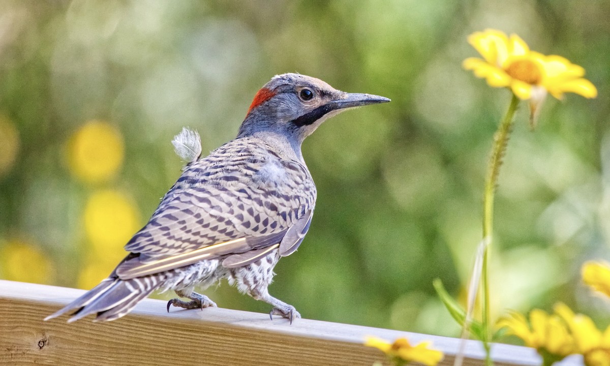 Northern Flicker (Yellow-shafted) - ML622684481