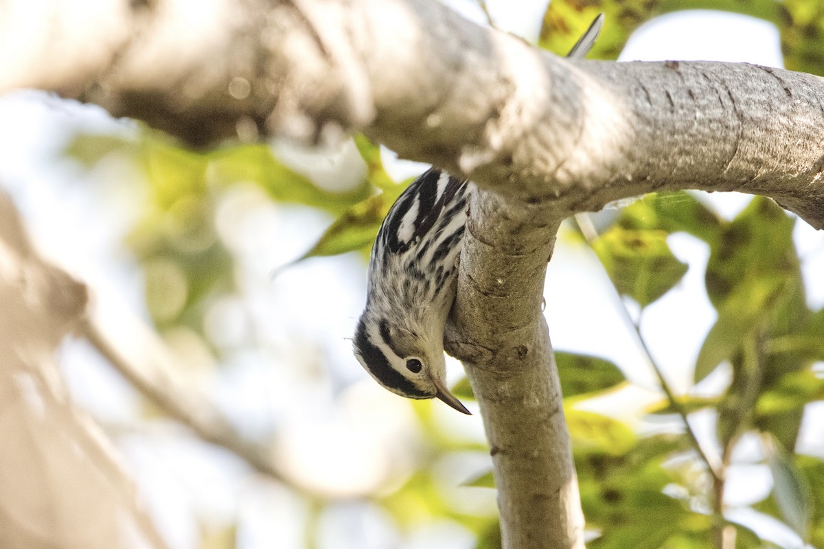 Black-and-white Warbler - ML622684483