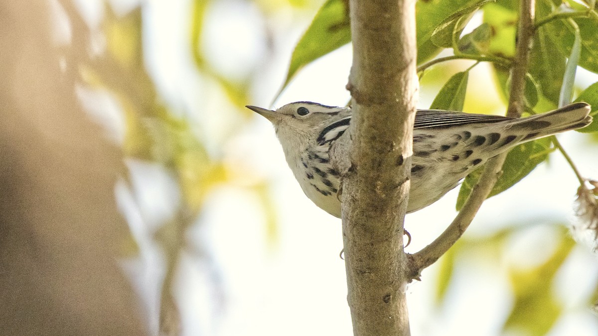 Black-and-white Warbler - ML622684484