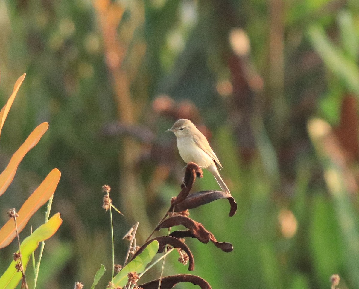 Booted Warbler - Afsar Nayakkan