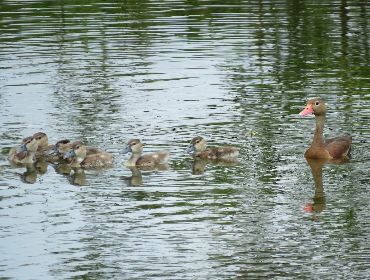 Black-bellied Whistling-Duck - ML622684519