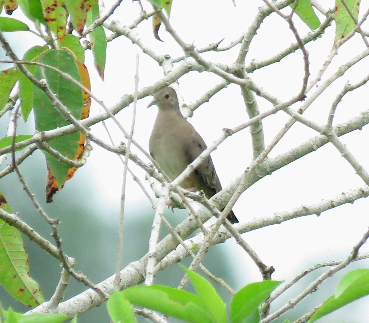 Plain-breasted Ground Dove - ML622684524