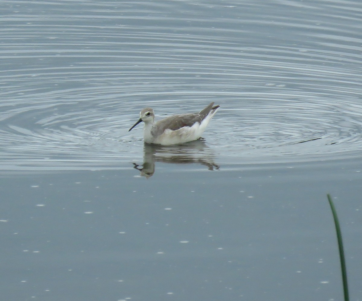 Wilson's Phalarope - ML622684534