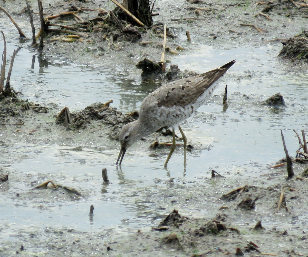 Stilt Sandpiper - ML622684539