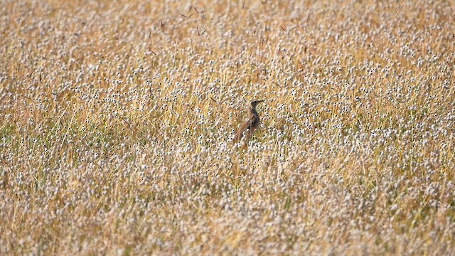 Paddyfield Pipit - ML622684540